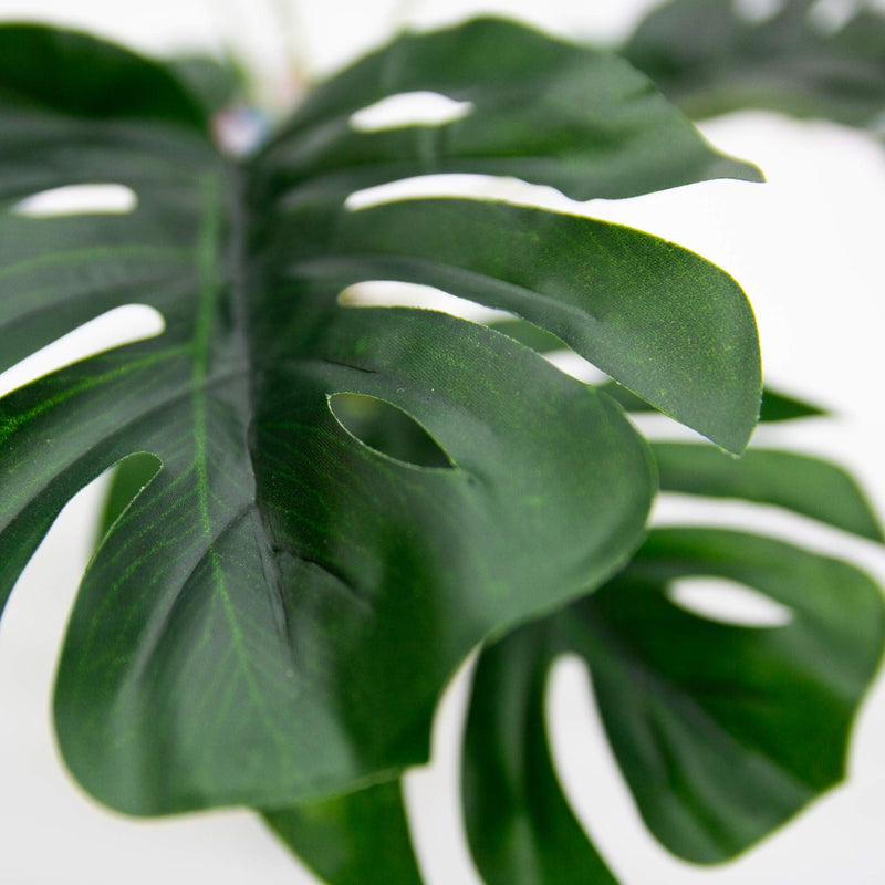 Monstrella (Cheese Plant) In Rattan Pot