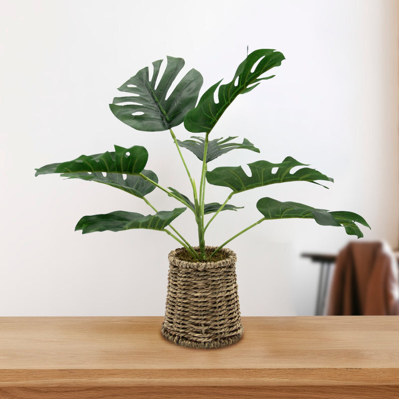 Monstrella (Cheese Plant) In Rattan Pot