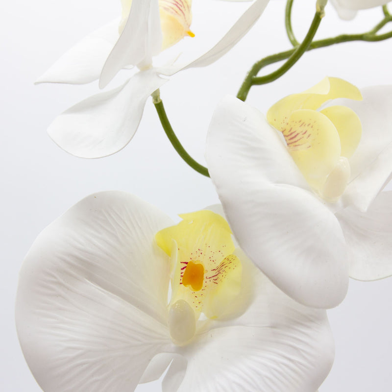 White Orchid In Pot