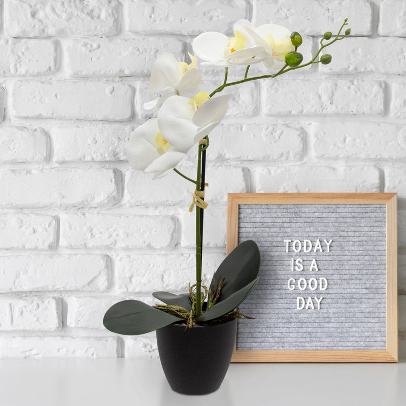 White Orchid In Pot