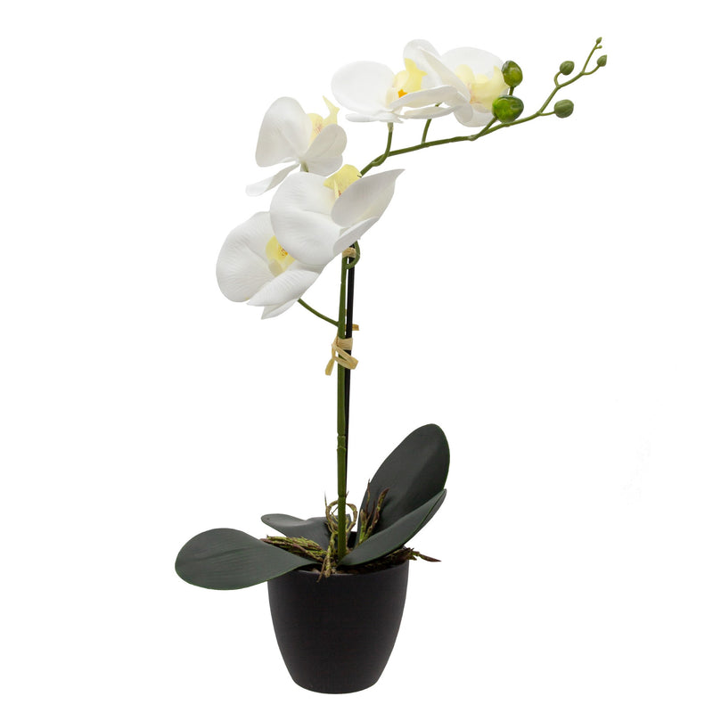 White Orchid In Pot