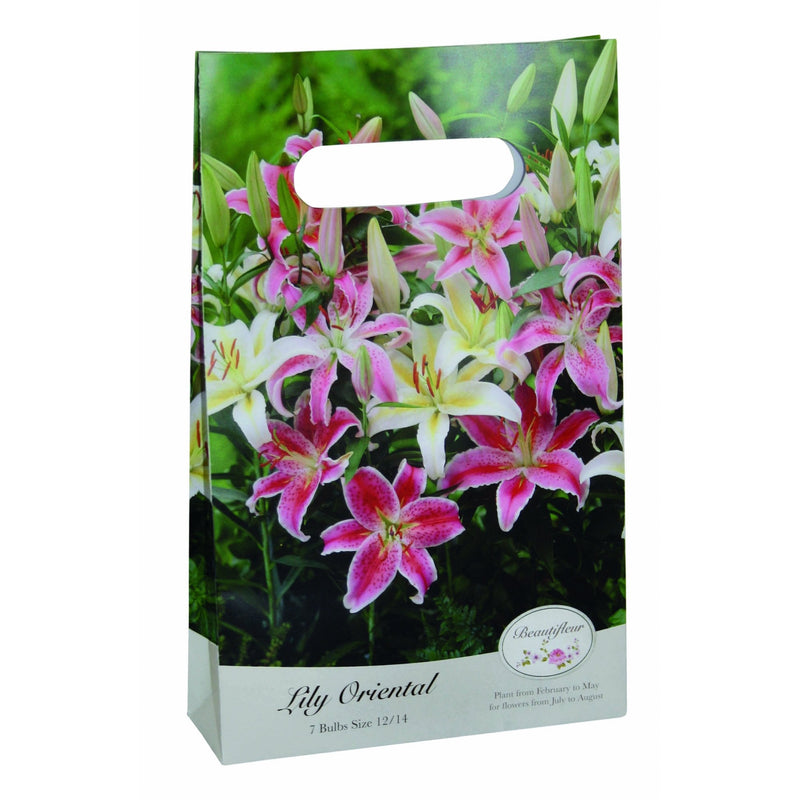 Beautifleur Oriental Lily Mix