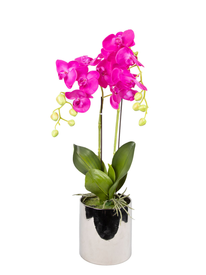 Mint Collection - Brighter Pink Orchid in Silver Ceramic Pot - 2 Stems - 40x40x60cm