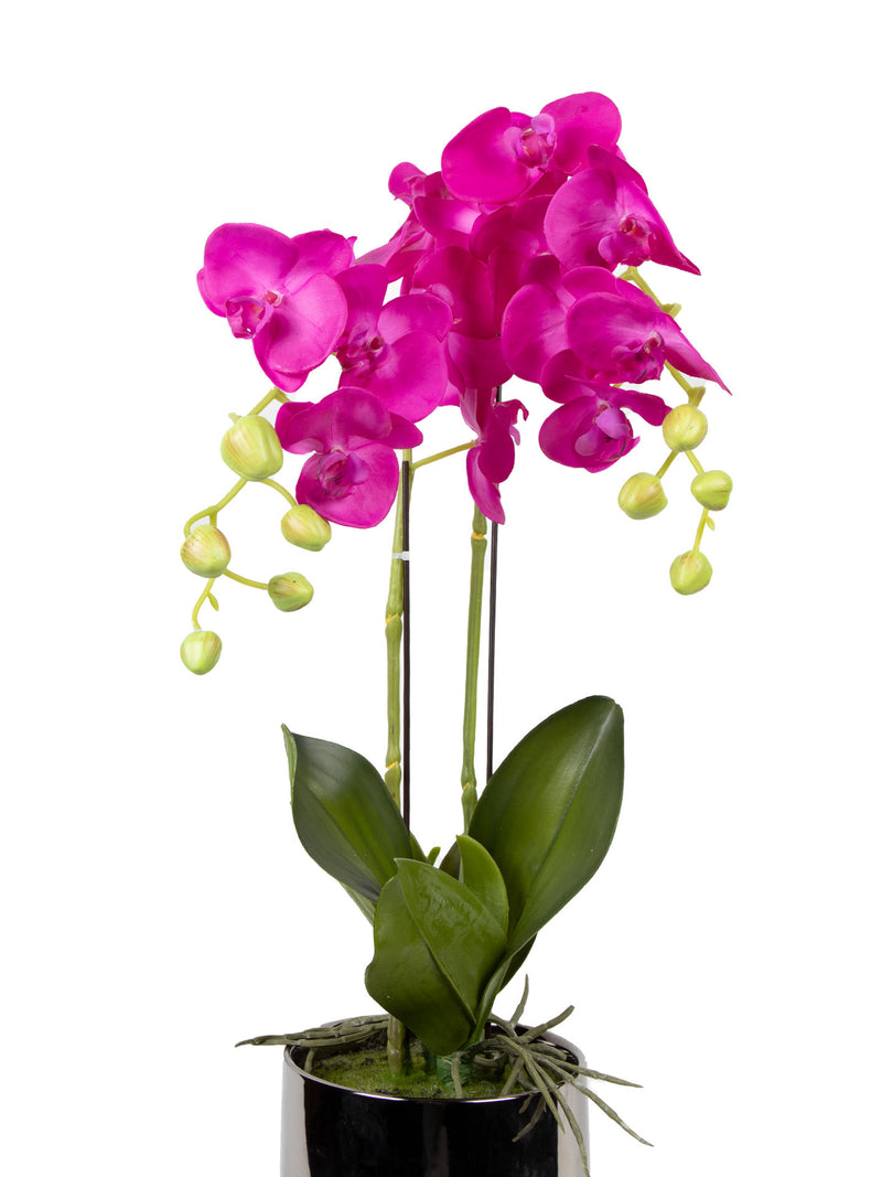 Mint Collection - Brighter Pink Orchid in Silver Ceramic Pot - 2 Stems - 40x40x60cm