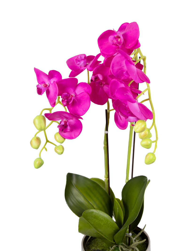 Mint Collection - Brighter Pink Orchid in Silver Ceramic Pot - 2 Stems - 40x40x60cm