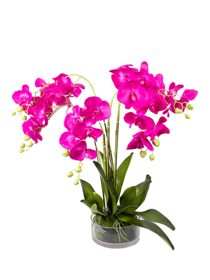 Mint Collection - Brighter Pink Orchid in Glass Pot - 5 Stems - 50x50x80cm